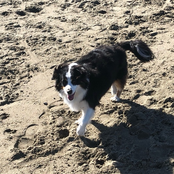 Meet your Posher, Holly - Picture 2 of 3